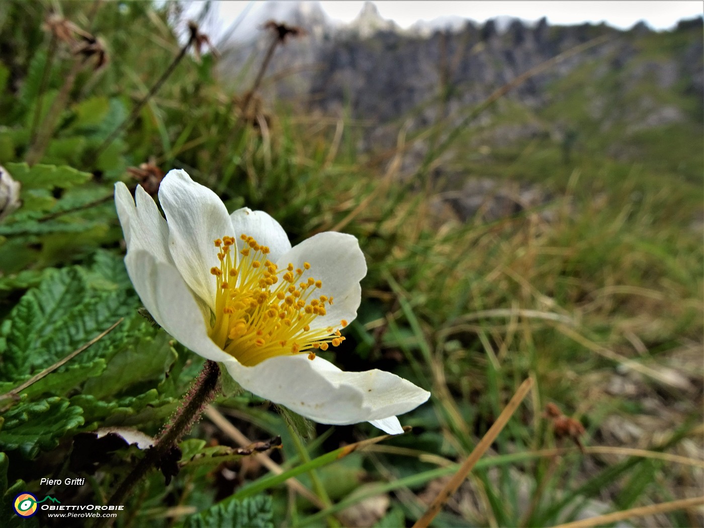 35 Dryas ocotopetala (Camedrio alpino) .JPG